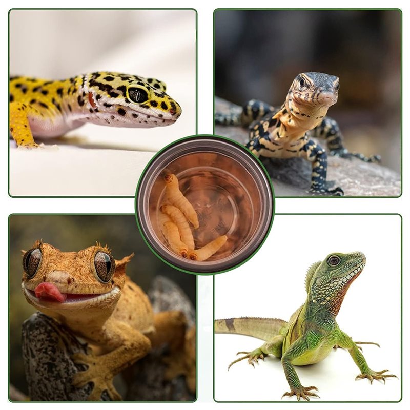 Tazas para alimentar con comid - Water Dish Reptile reseña y precio