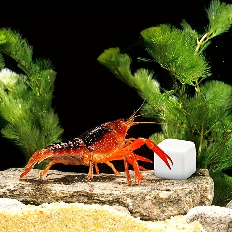 Bloques de calcio para pecera, - Calcium Powder Reptile reseña y precio